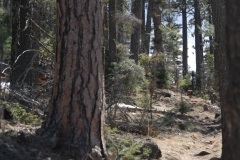 Carson National Forest