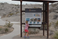 Fossil bone exhibit