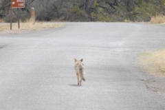 Coyote