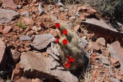 Cactus flower