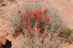 Desert Flower