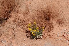 Desert Flower