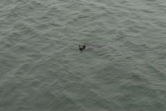 Chatham Pier