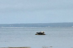 Chatham Pier