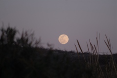 Full Moon