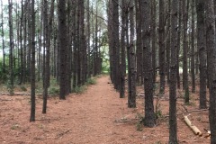 Forever Wild Trails