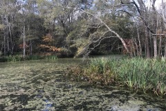 Armand Bayou