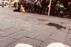 Cafe Du Monde