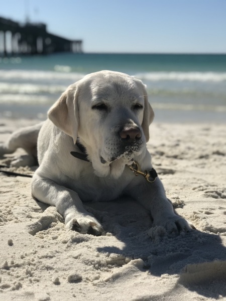The Dog Beach