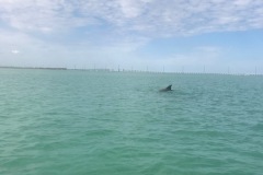 Dolphins