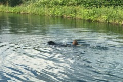 swimming with Nox